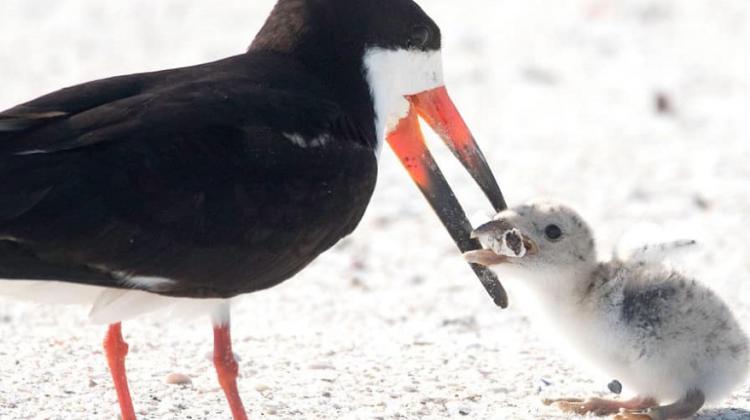Pludmalē pamanīts putns, kas baro savus pēcnācējus ar izsmēķiem