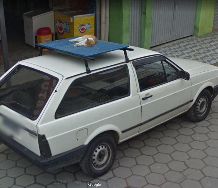 Autors: matilde Foto izlase: Dzīvnieki, kuri netīšām nokļuva «Google Street View»
