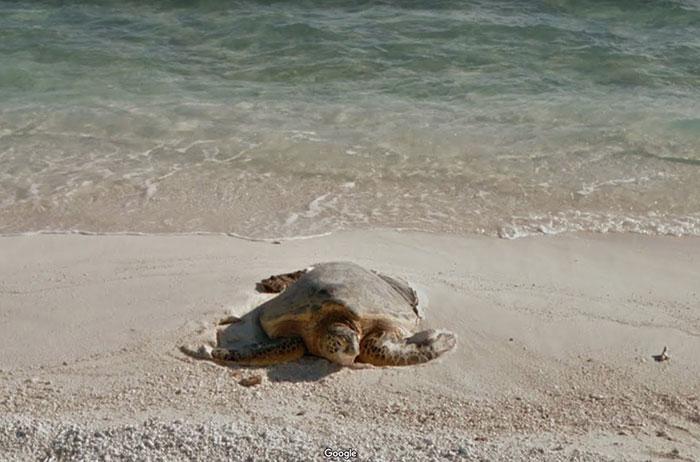 Autors: matilde Foto izlase: Dzīvnieki, kuri netīšām nokļuva «Google Street View»