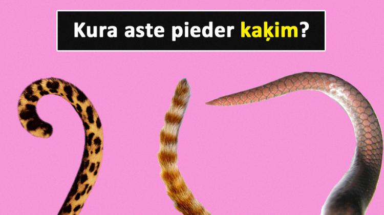 Tests: Vari atpazīt dzīvnieku, ja redzi tikai tā asti?