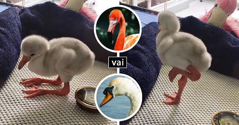 Tests: Vai vari atpazīt dzīvnieku mazuļus?