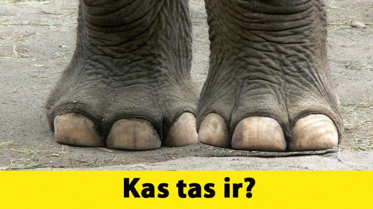 Tests: Vari atpazīt šos 10 dzīvniekus, ja redzi tikai viņu kājas?