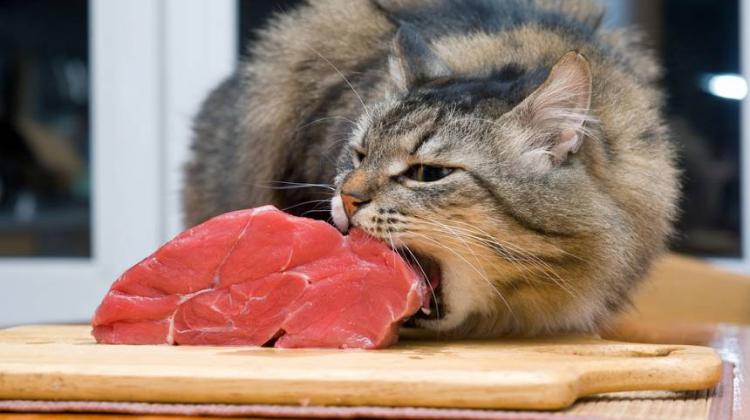 Lūdzu iedot man ar ņammu, nu lūdzu 😼