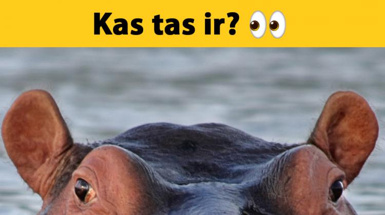 Tests: Vari atpazīt vismaz 10 dzīvniekus no 14, ja redzi tikai daļu no tiem?