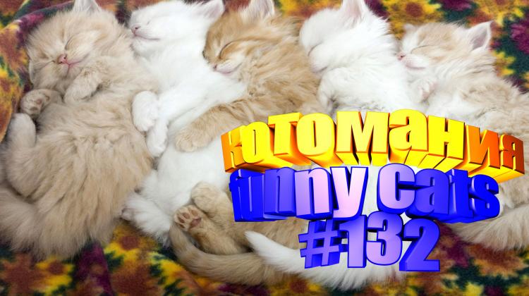 Smieklīgi kaķi | Jautrība ar kaķiem, katomanija #132