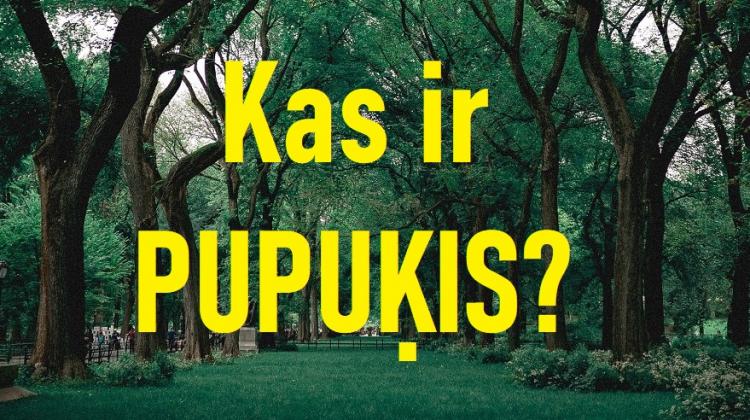 Augs, sēne vai dzīvnieks? Pārbaudi savas zināšanas!