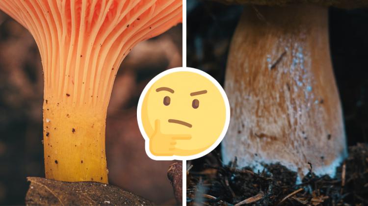 Tests: Vari atpazīt sēni, ja redzi tikai tās kātu?