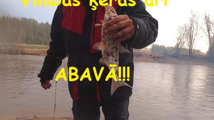 Forša vimbu cope Abavā!