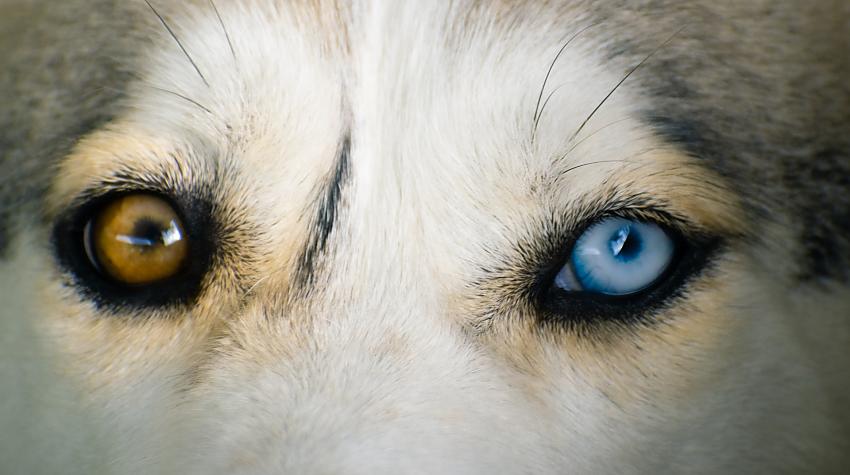 Tests: Vai vari atpazīt dzīvniekus, ja redzi tikai viņu acis?