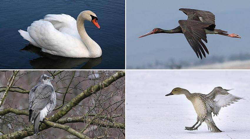 Tests: Vai tu zini, kā sauc šos Latvijā sastopamus putnus?