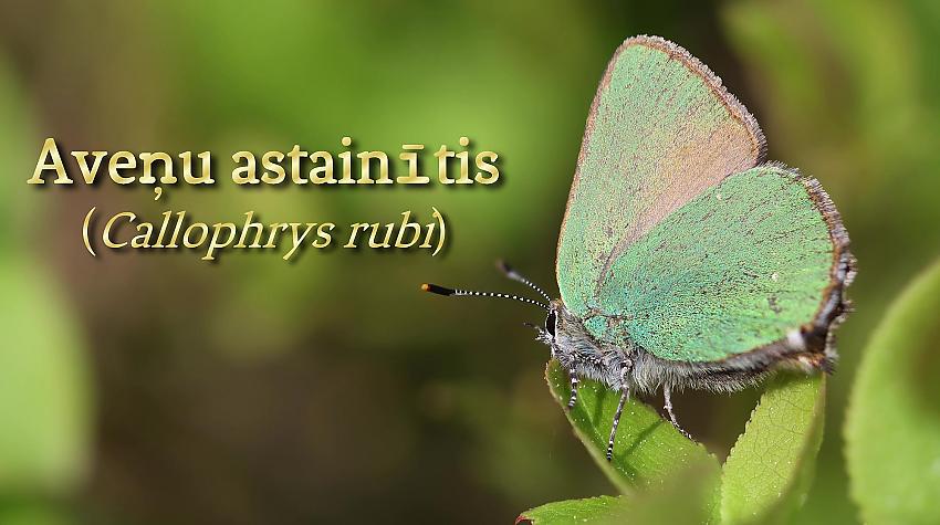 Latvijas dabā: aveņu astainītis (Callophrys rubi)