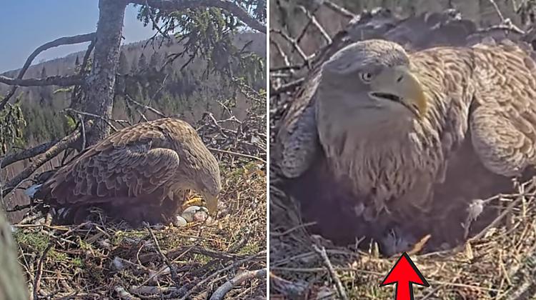 VIDEO ⟩ Durbes jūras ērgļu ligzdā izšķīlies pirmais cālis