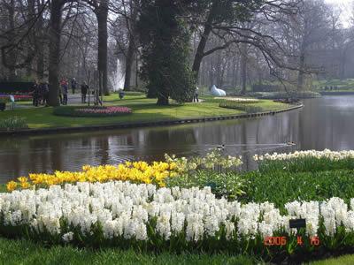  Autors: laforeta Keukenhof Garden – Ziedu debesis uz zemes