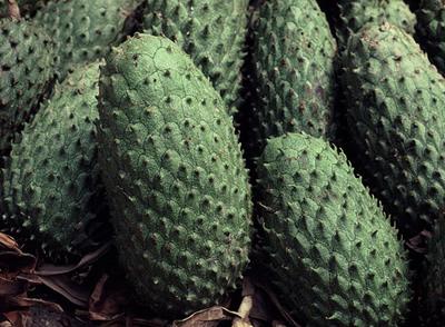 Soursop dzimtene ir Meksika... Autors: laforeta Vēl 10 eksotiskie augļi