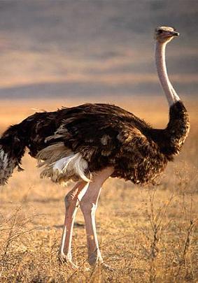 Lielākais putns  Straus 27... Autors: kanba Pasaulē lielākie dzīvnieki.