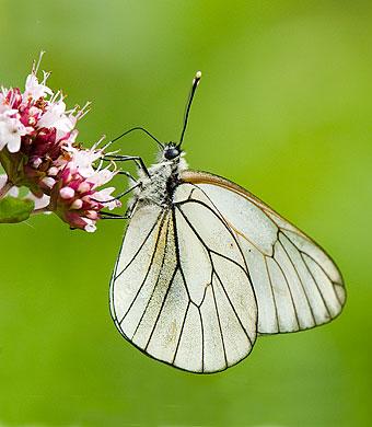  Autors: Zvaigznux butterfly :)