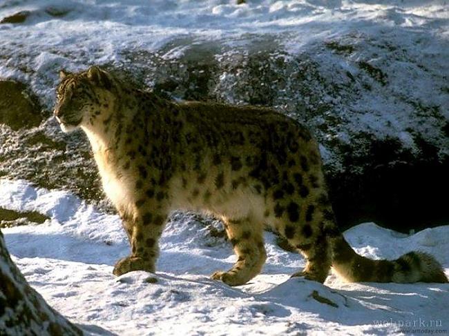  Autors: Antilohs Dzīvnieku apskats: sniega leopards