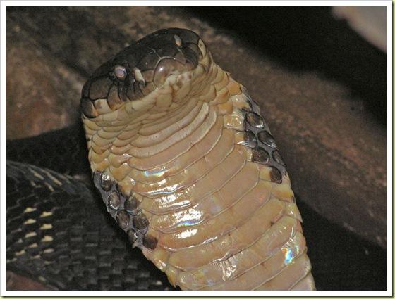 Karaliskā kobra ir garākā ... Autors: Fosilija Indīgākie dzīvnieki ...