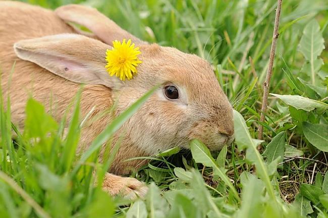 Cik skaisti Autors: kiss Trusīši!