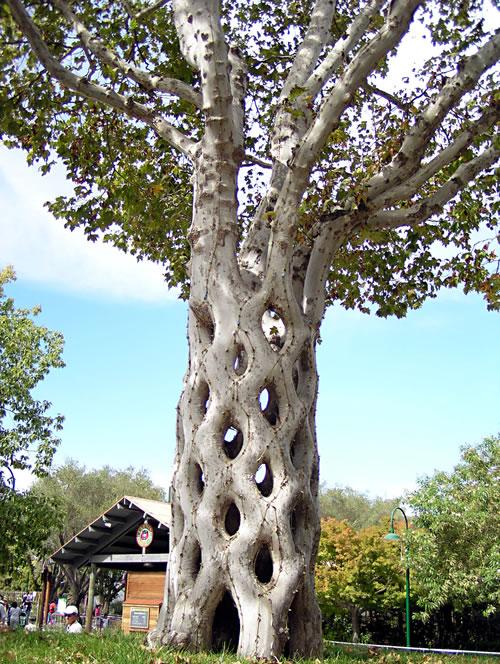 9 Kā hobiju pupiņu... Autors: LittleWolf Skaistākie koki pasaulē
