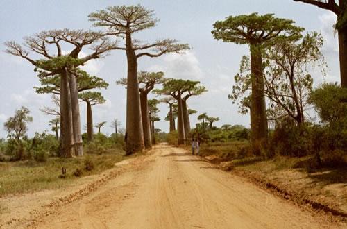 Baobaba aleja Madagaskara Autors: LittleWolf Skaistākie koki pasaulē