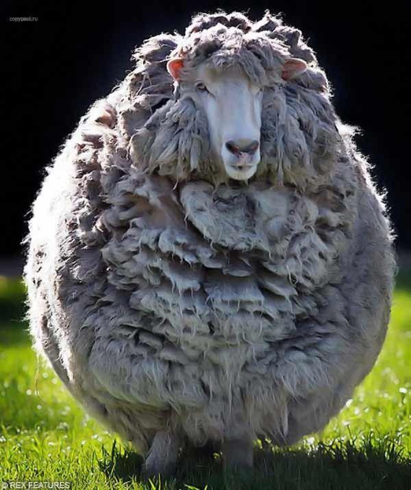 3 gadus necirpta aita Autors: augsina (stulbā)aita