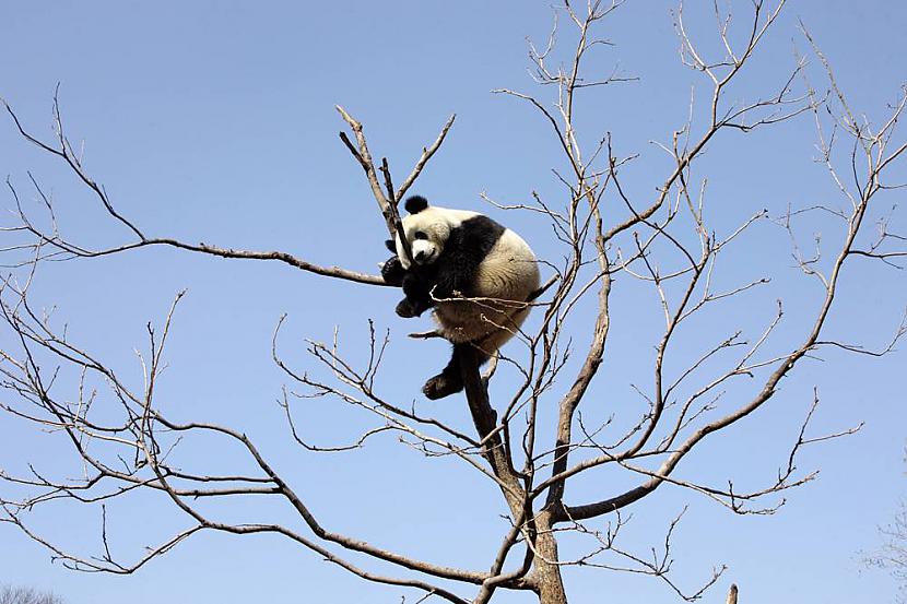 Kā viņš tā var  Pekinas Zoo Autors: KingOfTheSpokiLand 75 Pārsteidzošas dzīvnieku fotogrāfijas!