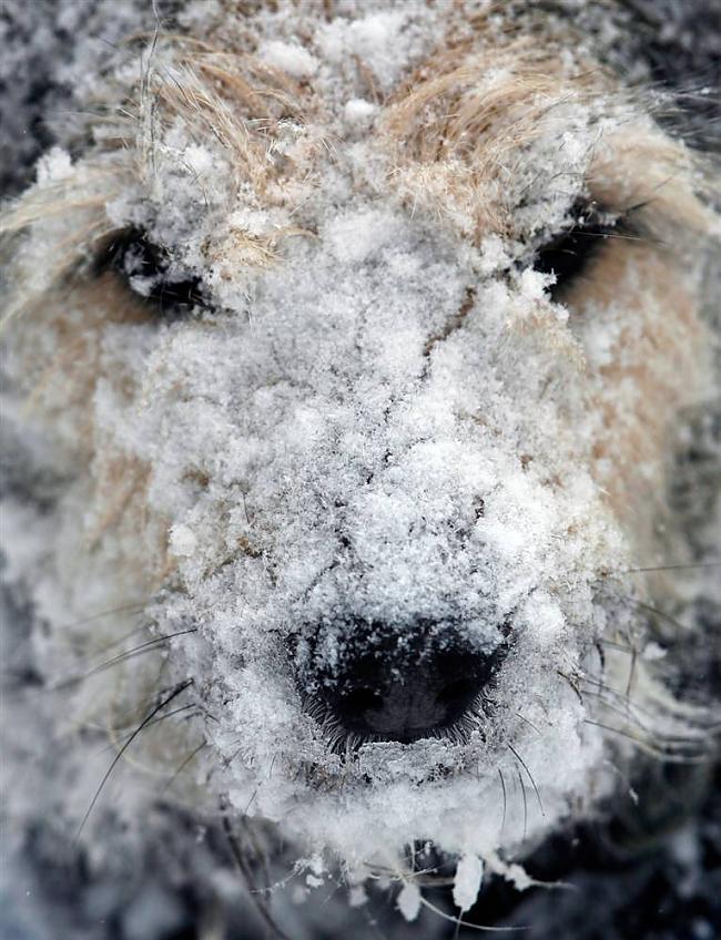 Auksts pēc velna Autors: KingOfTheSpokiLand 75 Pārsteidzošas dzīvnieku fotogrāfijas!