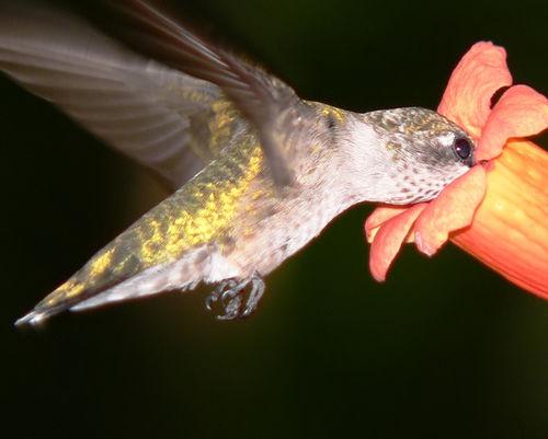 Kolibri ir vienīgais putns... Autors: kadikis Interesanti!