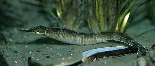 Adatzivs Syngnathus typhle ... Autors: Sperovs Latvijas zivis