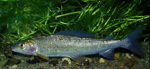 Alata Thymallus thymallus ... Autors: Sperovs Latvijas zivis