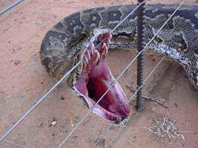 Indīgas čūskaszirnekļaķirzakas... Autors: Fosilija Iespējas ka tu nomirsi...