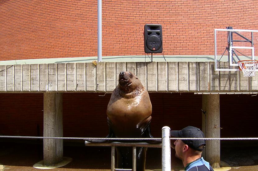  Autors: aivarsm Delfinārijs Lietuvā