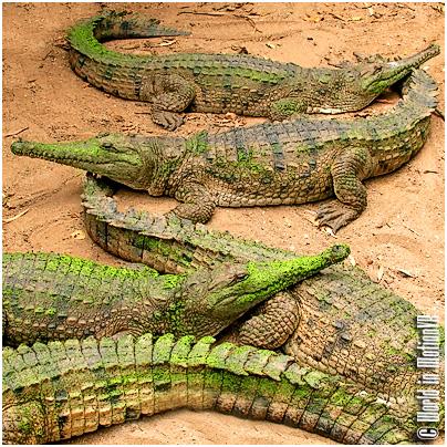 Krokodīli ir daltoniķi Autors: kanba 11 interesanti fakti par dzīvniekiem!
