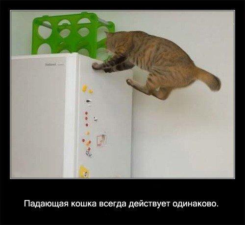 Krītošs kaķis vienmēr uzvedas... Autors: coldasice fakti par kaķiem