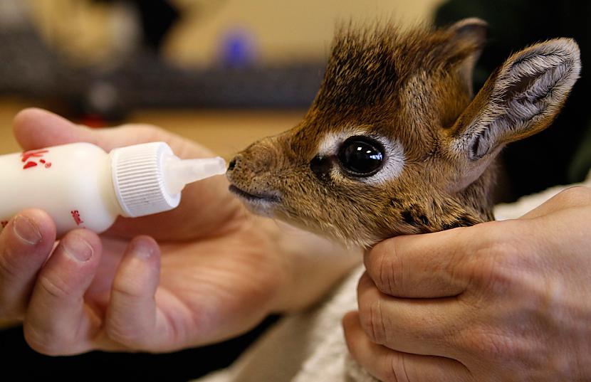 Kirk039s Dik Dik antilopes... Autors: parafins Es darbiņā