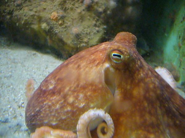 Astoņkājim ir taisnastūra... Autors: coldasice Interesanti fakti par dzivniekiem