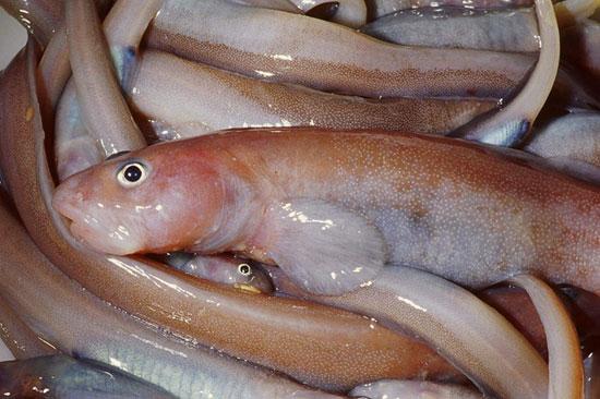 Antarktīdā mītošo zivju asins... Autors: coldasice Interesanti fakti par dzivniekiem