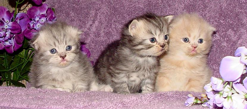  Autors: zaiga Scottish Fold & Straight kaķi!