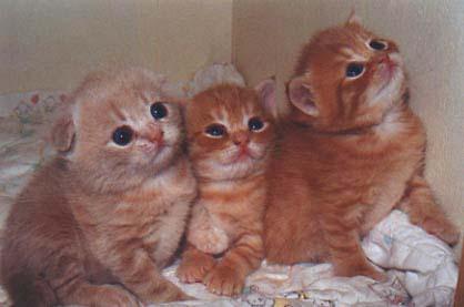  Autors: zaiga Scottish Fold & Straight kaķi!