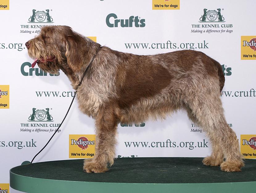 itāļu spinone Autors: AgaGangaEsenga Suņu šķirnes daudz