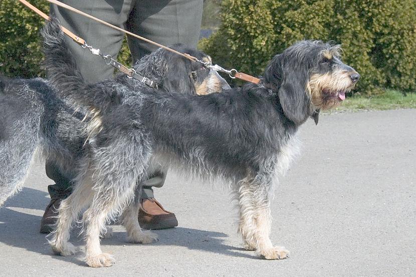 gaskoņas zilais grifons Autors: AgaGangaEsenga Suņu šķirnes daudz