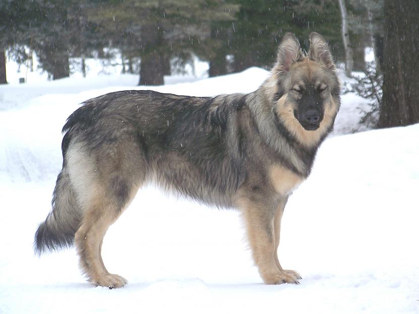 Alsatian Shepalute Autors: AgaGangaEsenga Suņu šķirnes daudz