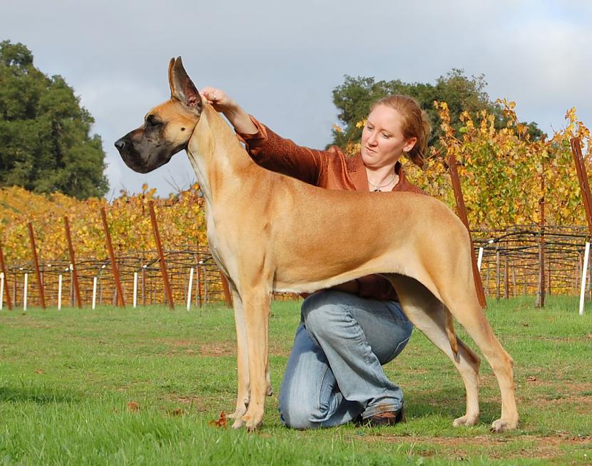 Vācu dogs Autors: AgaGangaEsenga Suņu šķirnes daudz