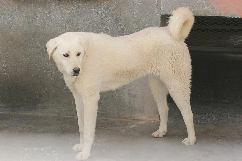 Akbash Dog Autors: AgaGangaEsenga Suņu šķirnes daudz