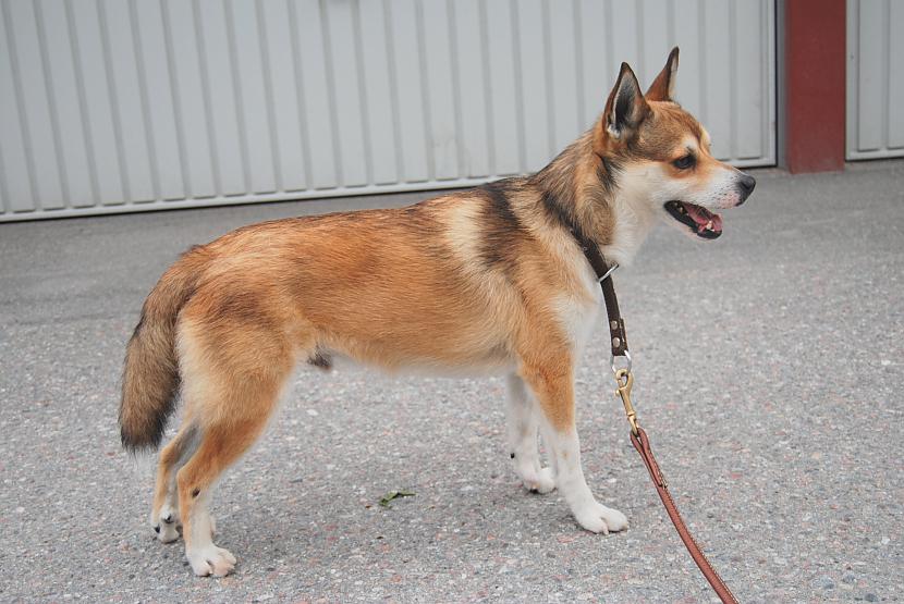 norvēģu lundehounds Autors: AgaGangaEsenga Suņu šķirnes daudz