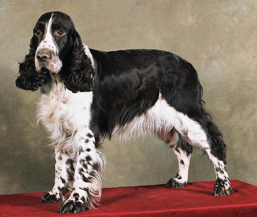 angļu springer spaniels Autors: AgaGangaEsenga Suņu šķirnes daudz