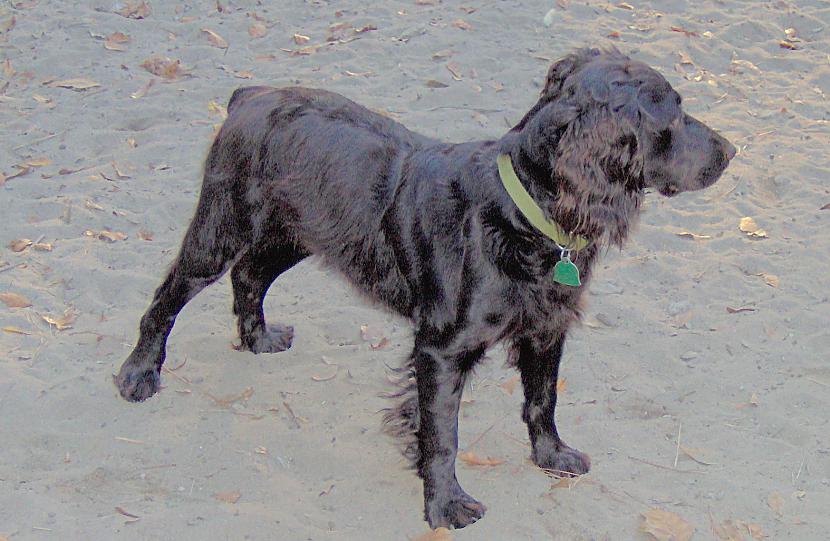 boykinspaniel Autors: AgaGangaEsenga Suņu šķirnes daudz