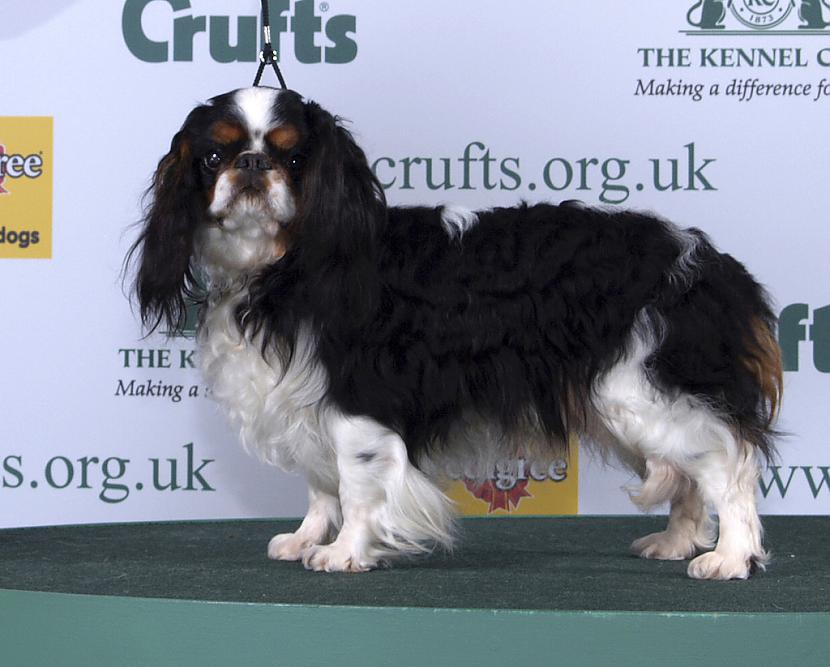 king čārlza spaniels Autors: AgaGangaEsenga Suņu šķirnes daudz