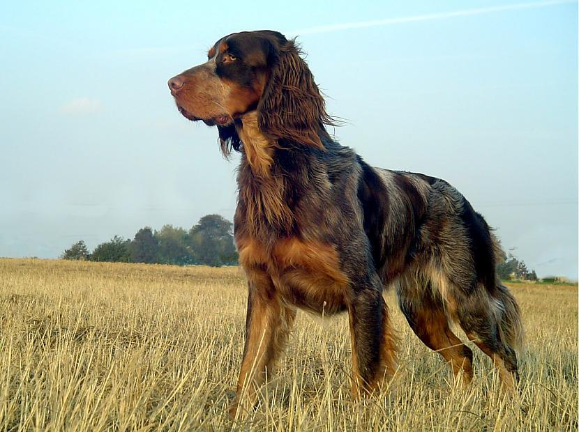 pikardijas spaniels Autors: AgaGangaEsenga Suņu šķirnes daudz